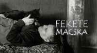 Fekete macska